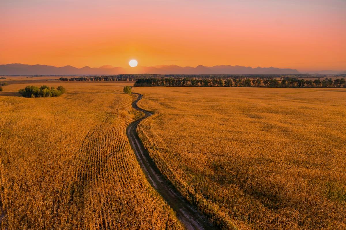 A road through golden fields at sunset